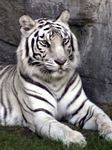 pic for White Tiger